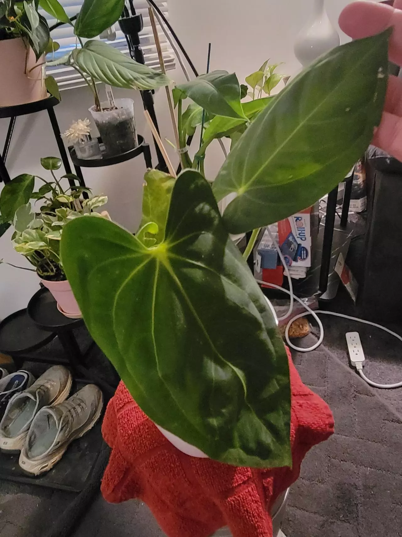 plant/💥Anthurium Nebula Silky 65 (Villenaorum x Papillilaminum)
Comes in planter-2