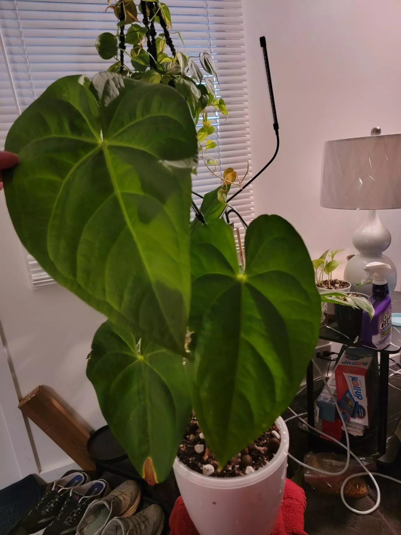 plant/💥Anthurium Magnificum comes in planter-0