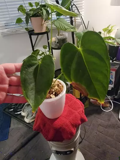 plant/💥Anthurium Espíritu de Montaña comes in planter-0-thumbnail