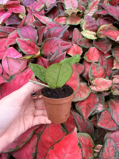 plant/Hoya Fungii 2” Pot Growers Choice-3-thumbnail