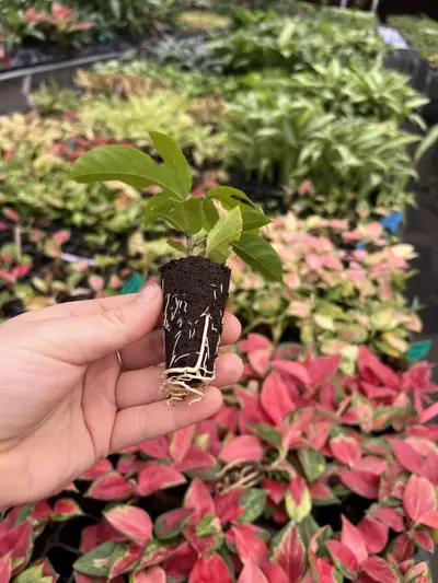 plant/Passiflora Panama Red starter plant Growers Choice-5-thumbnail