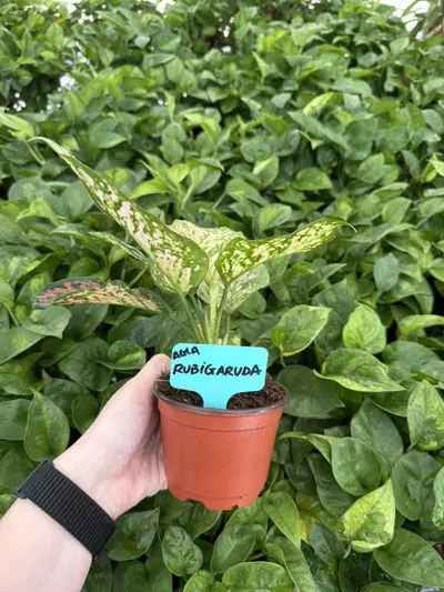 plant/Aglaonema Rubi Garuda 4” Pot Growers Choice-1-thumbnail
