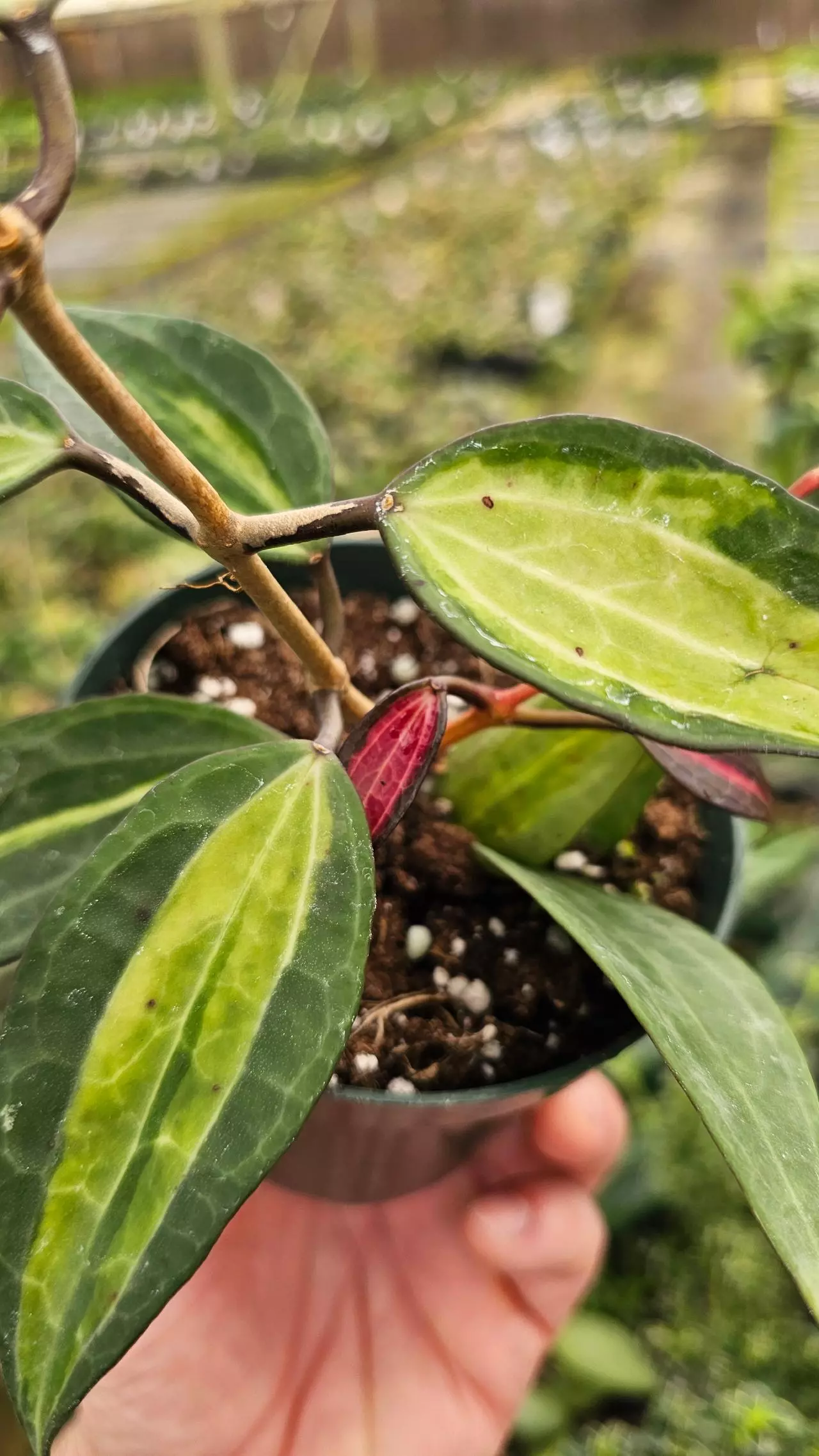 plant/Hoya Macrophylla Inner Variegated 4in-1