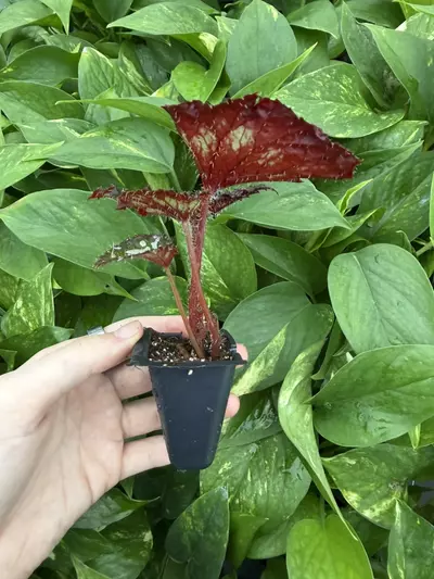 plant/Harmonys Paparazzi Begonia Starter Plant Growers Choice-3-thumbnail