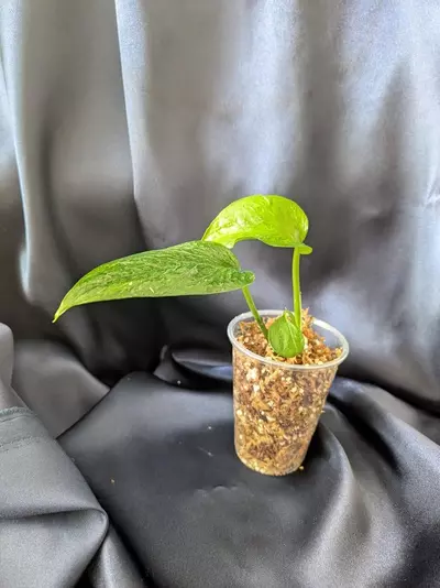 plant/Teruno Linda Pothos-2-thumbnail