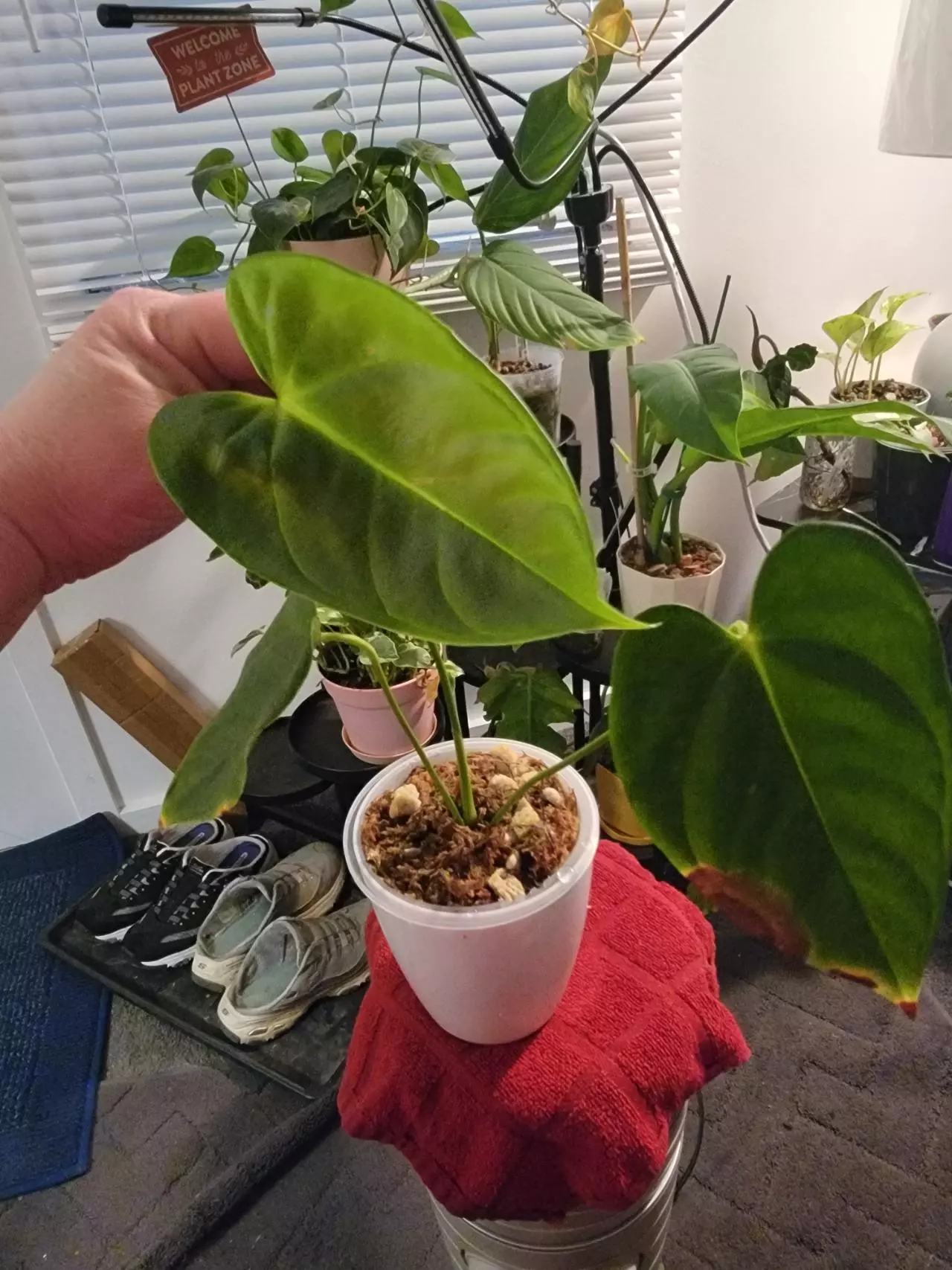 plant/💥Anthurium Espíritu de Montaña comes in planter-1