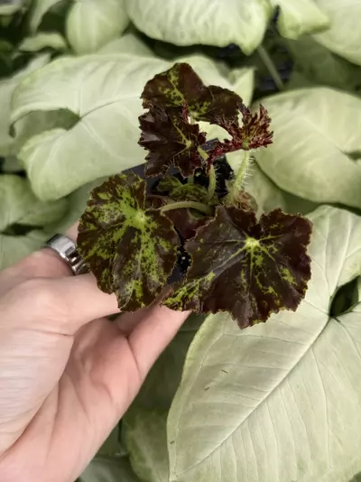plant/Phoe’s Butterscotch Begonia Starter Plant Growers Choice-1-thumbnail