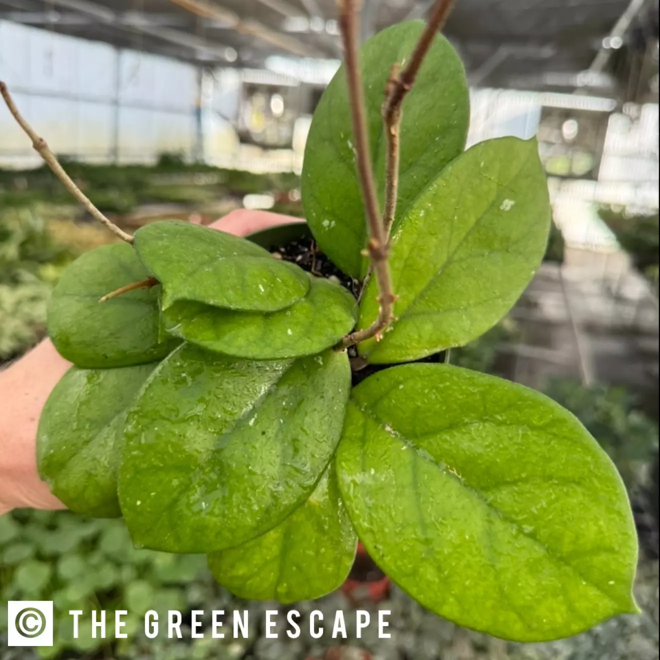 plant/Hoya Fungii 2” Pot Growers Choice-0