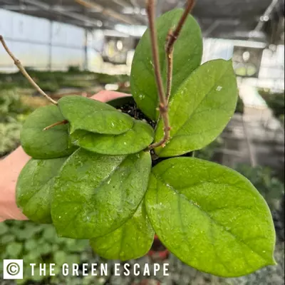 plant/Hoya Fungii 2” Pot Growers Choice-0-thumbnail