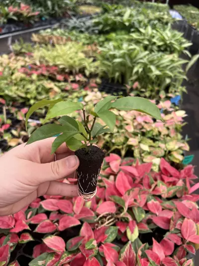 plant/Passiflora Panama Red starter plant Growers Choice-4-thumbnail