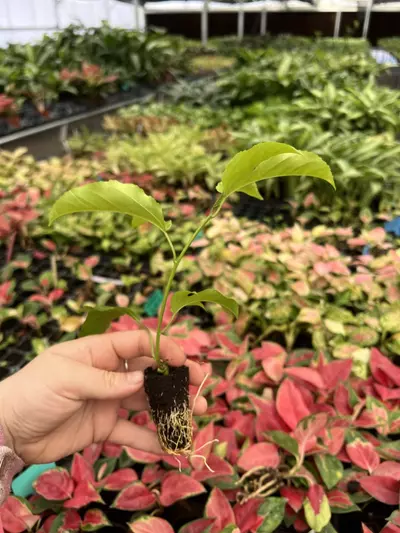 plant/Passiflora Bounty starter plant Growers Choice-3-thumbnail