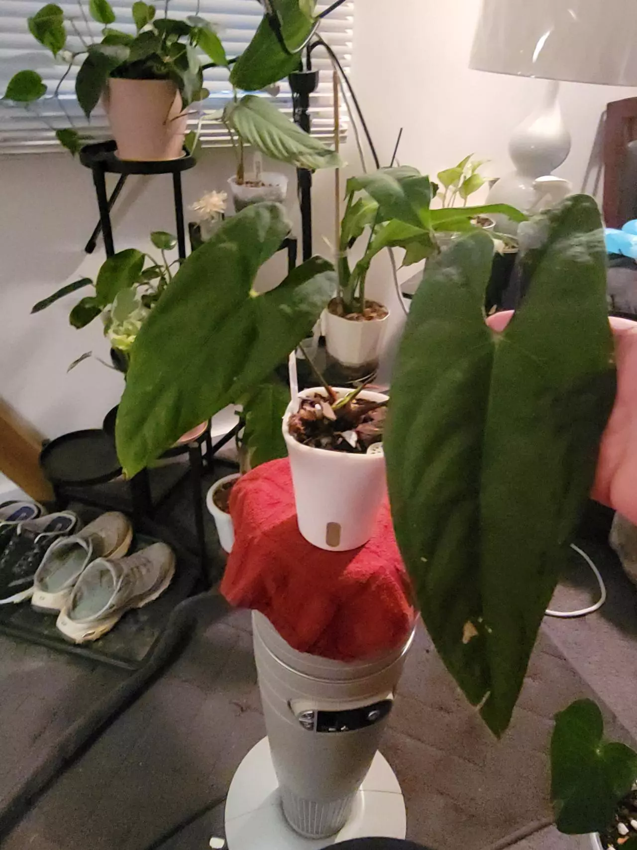 plant/Anthurium Nigrolaminum X Papillilaminum-0