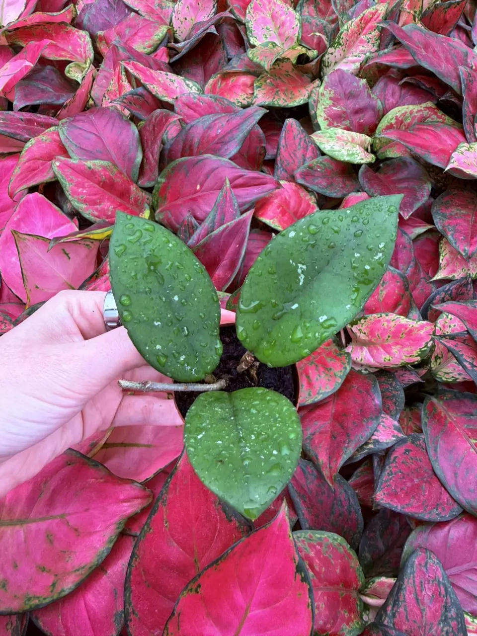 plant/Hoya Fungii 2” Pot Growers Choice-1