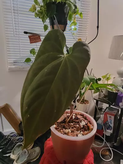 plant/💥Anthurium Happy Bunny x Papillilaminum comes in planter-0-thumbnail