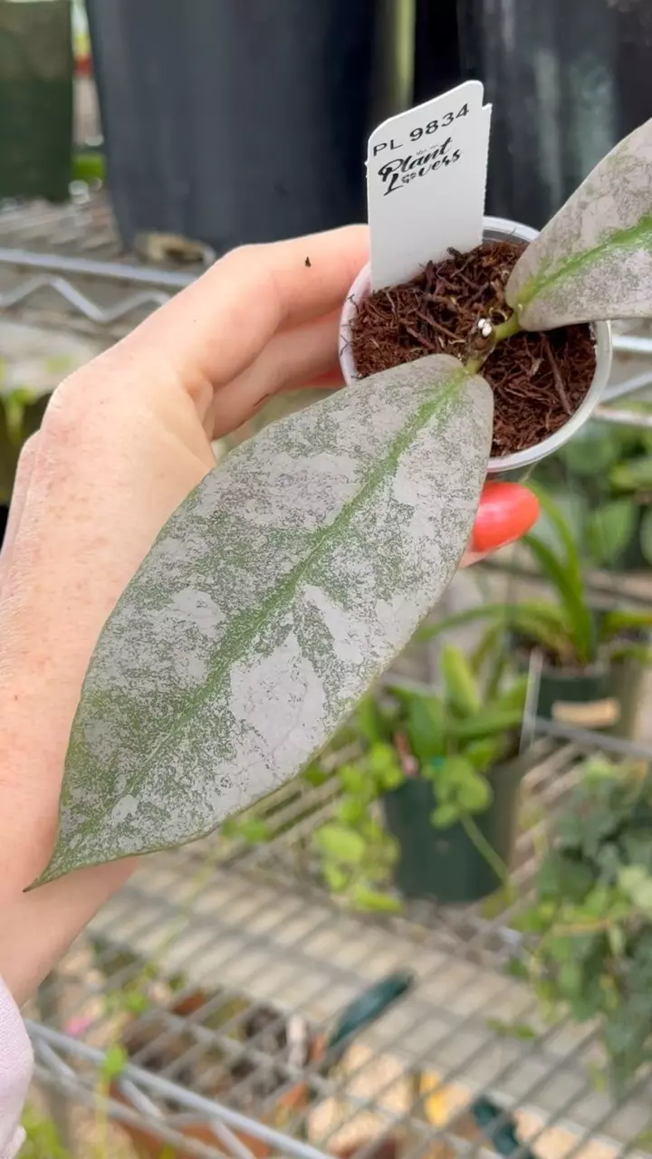 plant/PL9834: Mitrata Siver-0