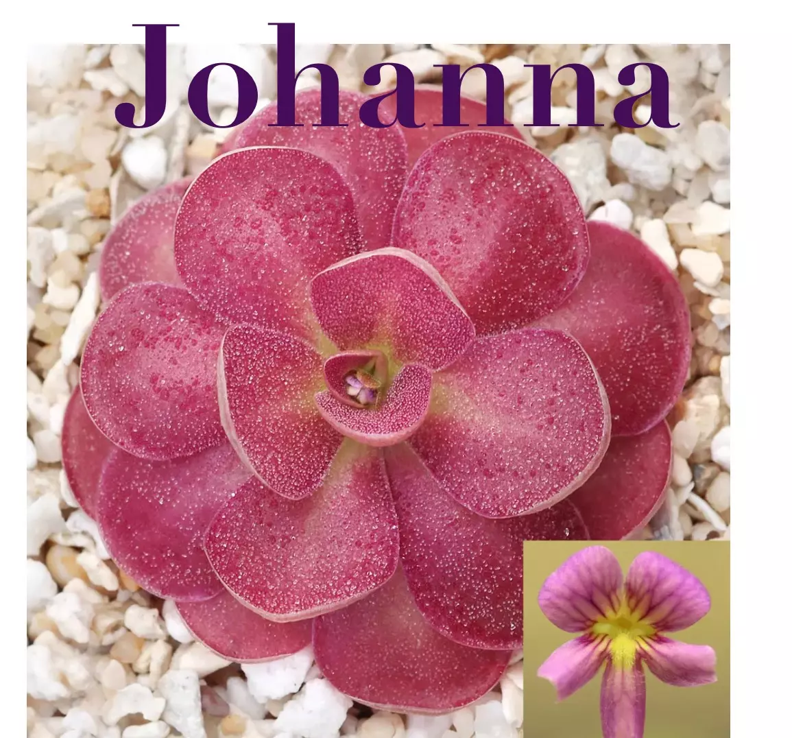 free_shipping/Johanna Ping-0