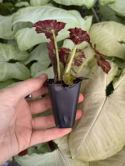 plant/Phoe’s Butterscotch Begonia Starter Plant Growers Choice-4-thumbnail