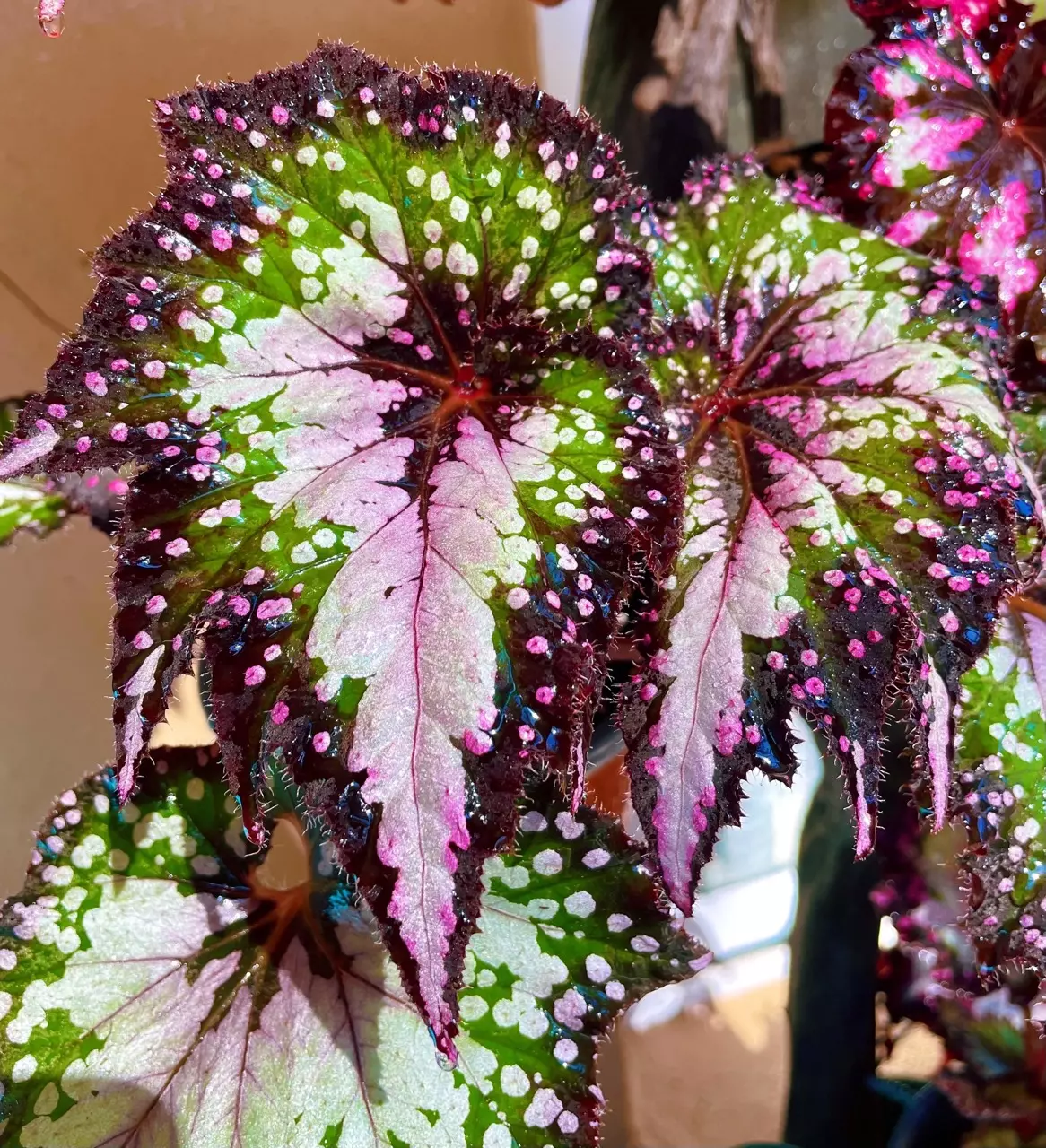 plant/Harmonys Paparazzi Begonia Starter Plant Growers Choice-0