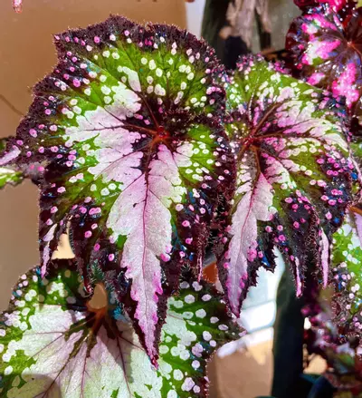 plant/Harmonys Paparazzi Begonia Starter Plant Growers Choice-0-thumbnail
