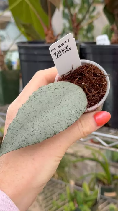 plant/PL6817: Caudata Argene-0-thumbnail