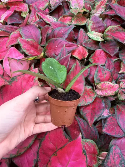 plant/Hoya Fungii 2” Pot Growers Choice-4-thumbnail