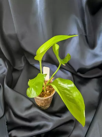 plant/Epipremnum Teruno Midnight-3-thumbnail