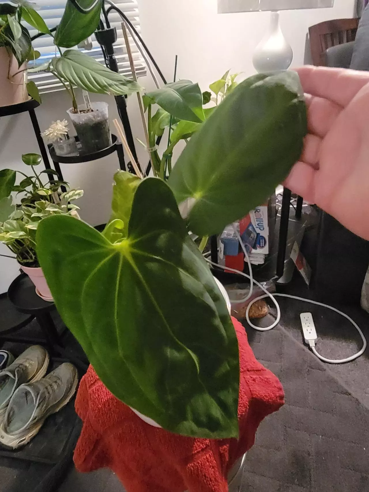 plant/💥Anthurium Nebula Silky 65 (Villenaorum x Papillilaminum)
Comes in planter-1