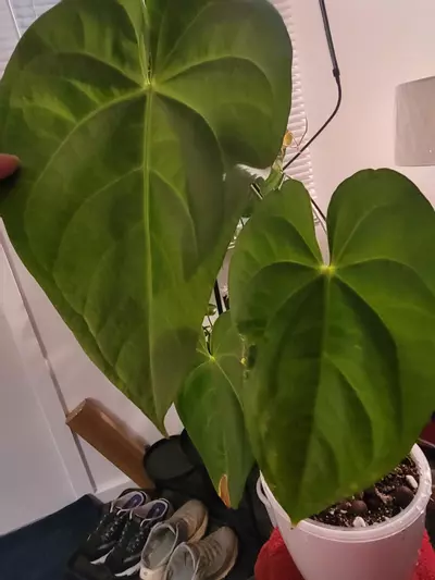 plant/💥Anthurium Magnificum comes in planter-2-thumbnail