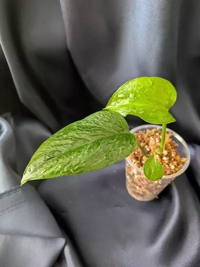plant/Teruno Linda Pothos-0-thumbnail