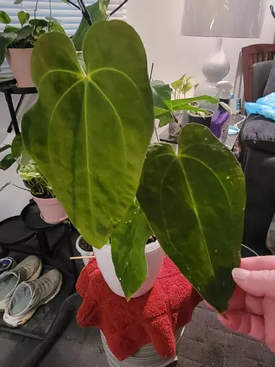 plant/💥Anthurium Papillilaminum Nice Pap#3 x (Tim Anderson  "Crystal Mag"/Tims Black-0-thumbnail