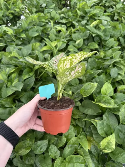 plant/Aglaonema Rubi Garuda 4” Pot Growers Choice-4-thumbnail