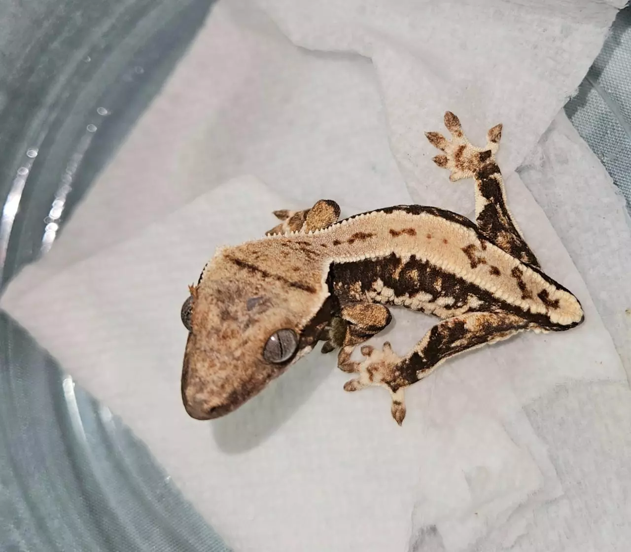 plant/26-30 Spiwil X Luna 9-19 3g LW NPV-2