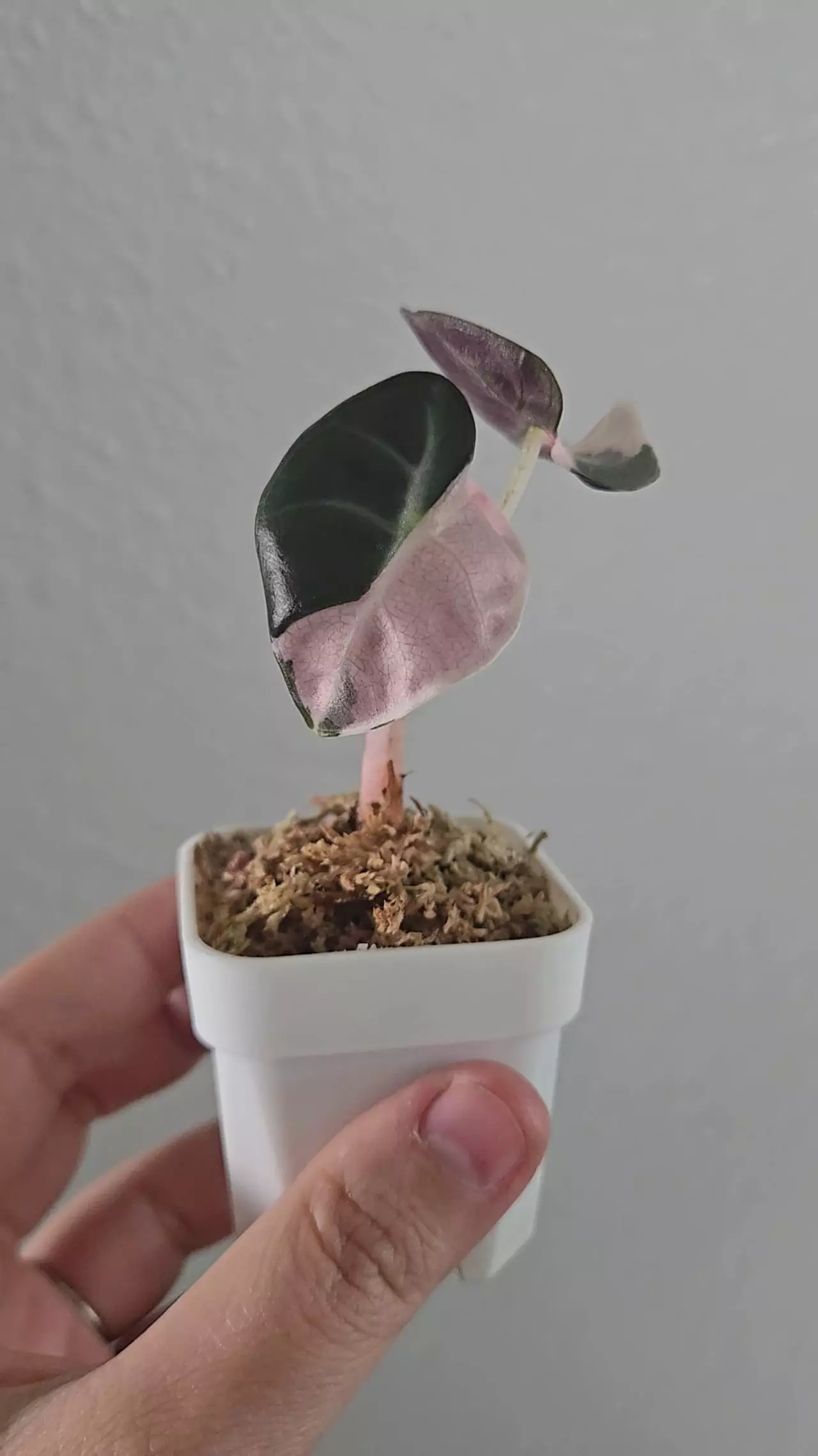 plant/Alocasia Pink Heart Balloon pup-4