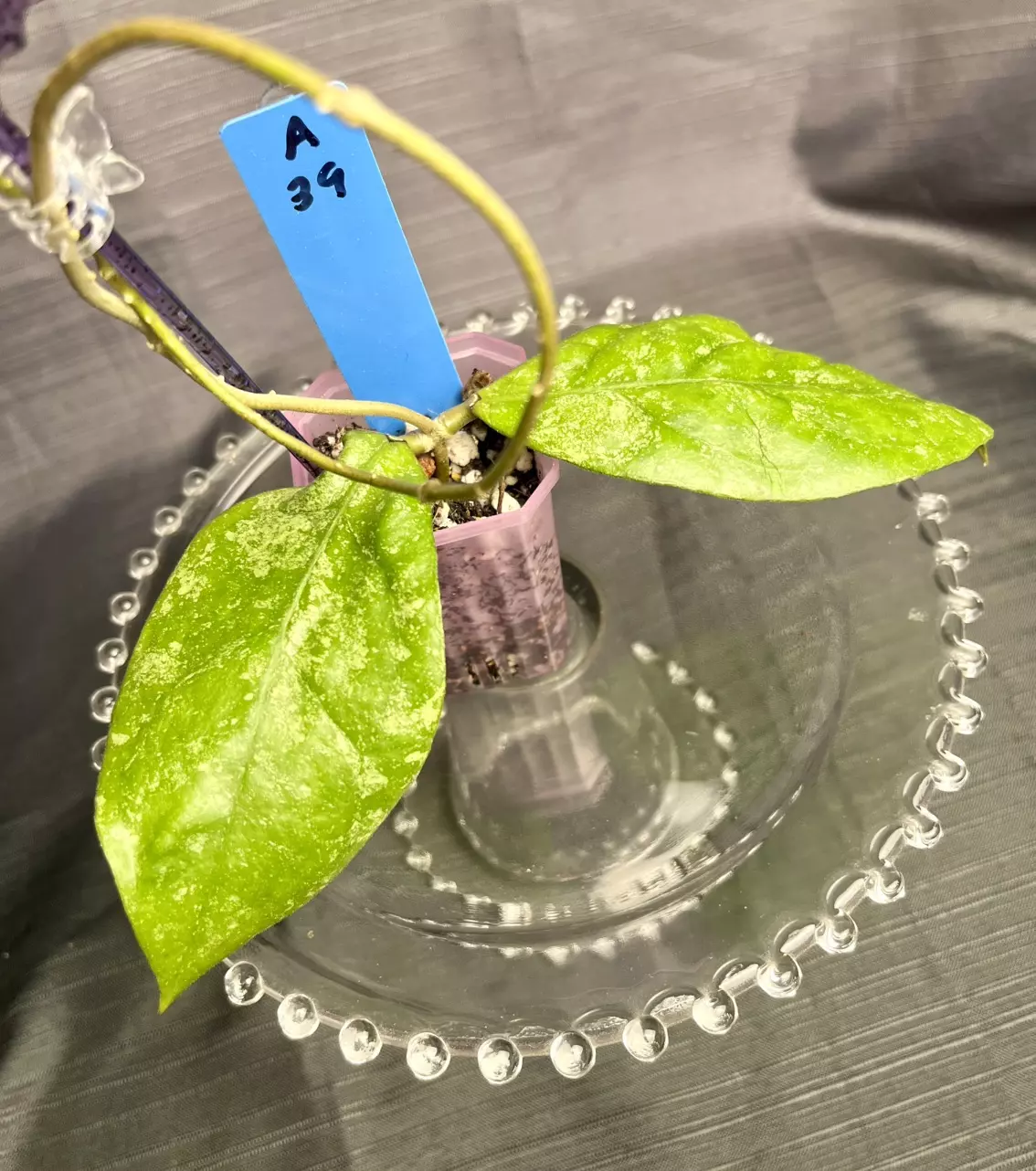 plant/A39. H sp (AG 08-25)-0