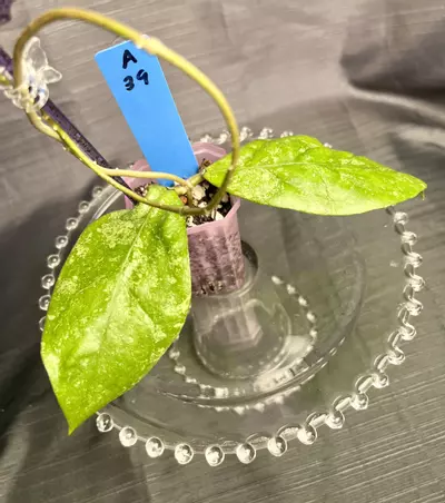 plant/A39. H sp (AG 08-25)-0-thumbnail