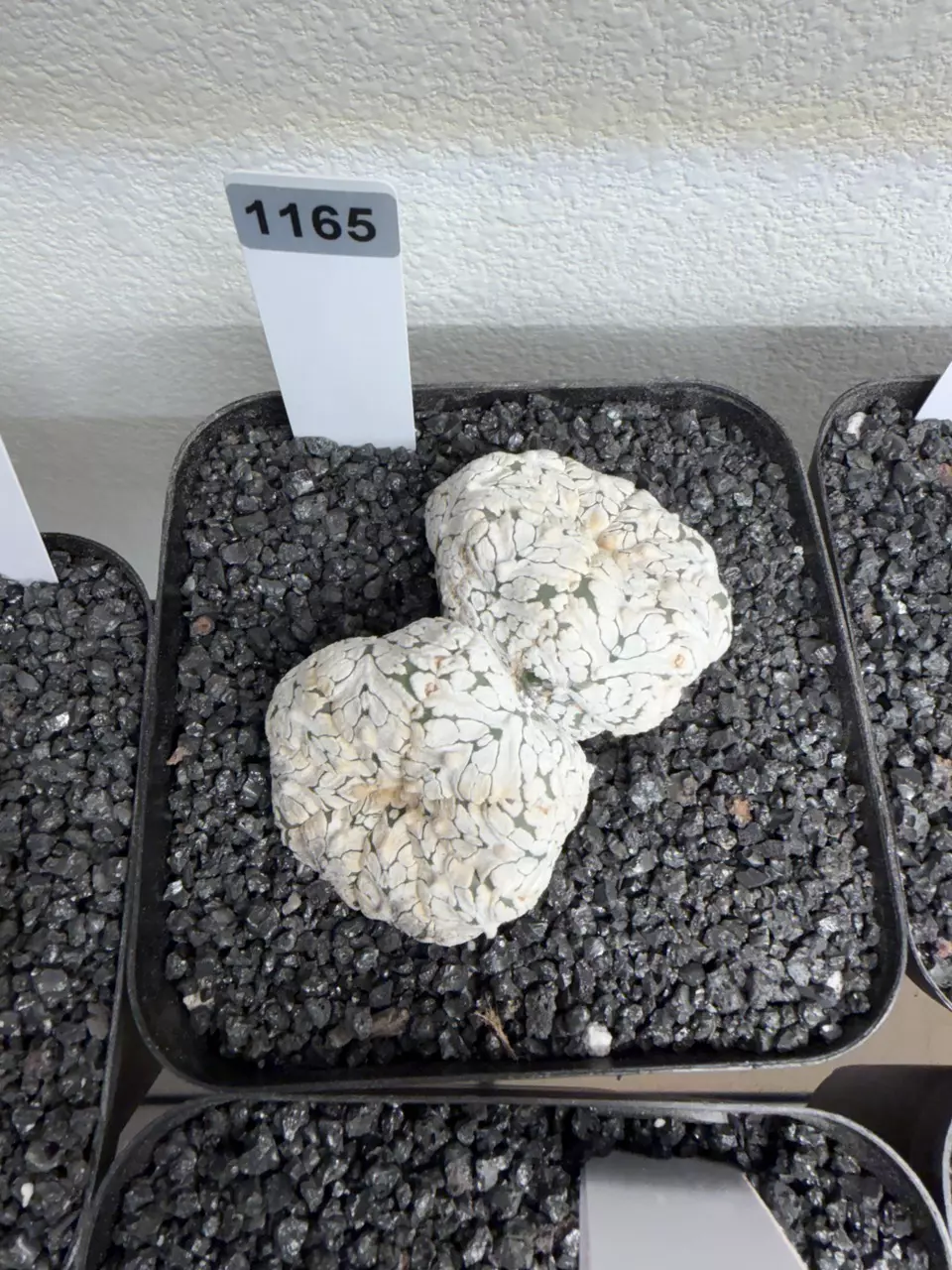 plant/1165 - Astrophytum asterias cv. V-Type-0