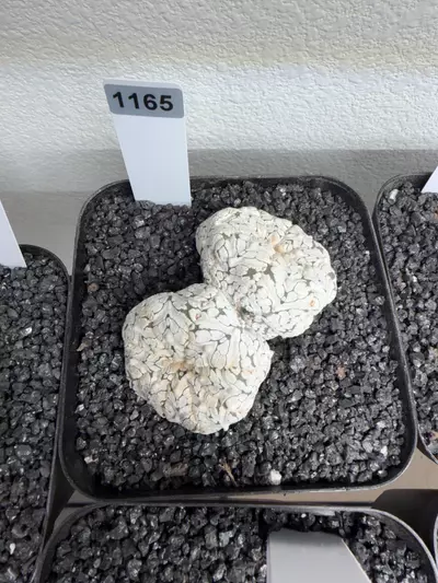 plant/1165 - Astrophytum asterias cv. V-Type-0-thumbnail
