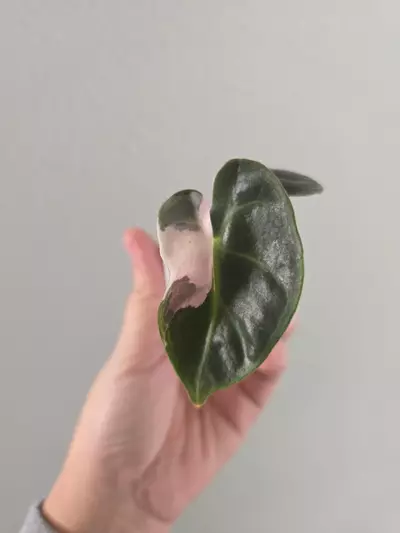 plant/Alocasia Pink Heart Balloon pup-2-thumbnail