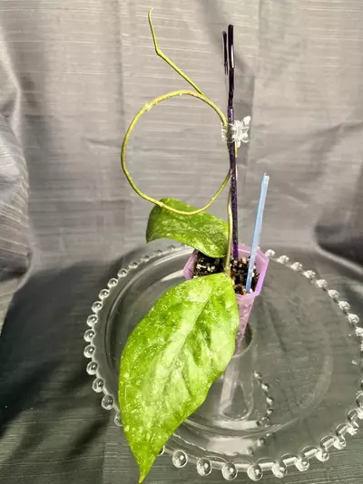 plant/A39. H sp (AG 08-25)-1-thumbnail