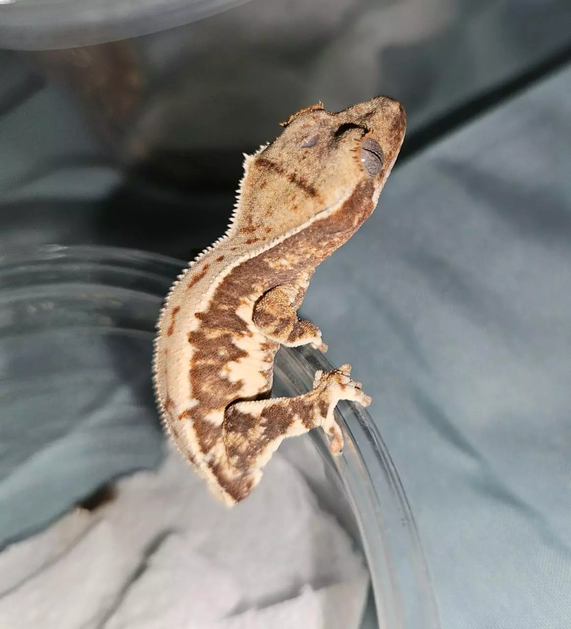 plant/26-30 Spiwil X Luna 9-19 3g LW NPV-1