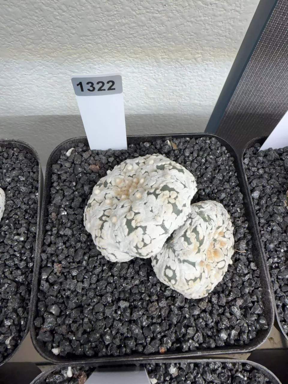plant/1322 - Astrophytum asterias cv. V-Type-0