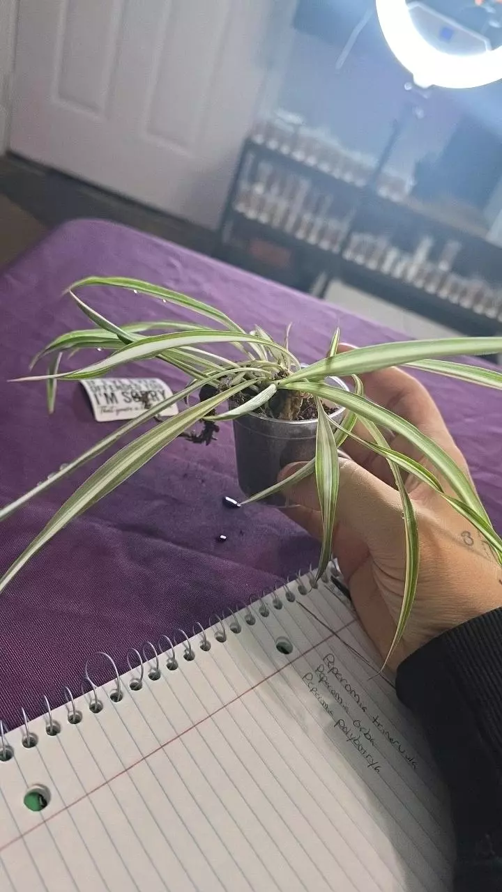 plant/Chlorophytum comosum (spider plant)-0