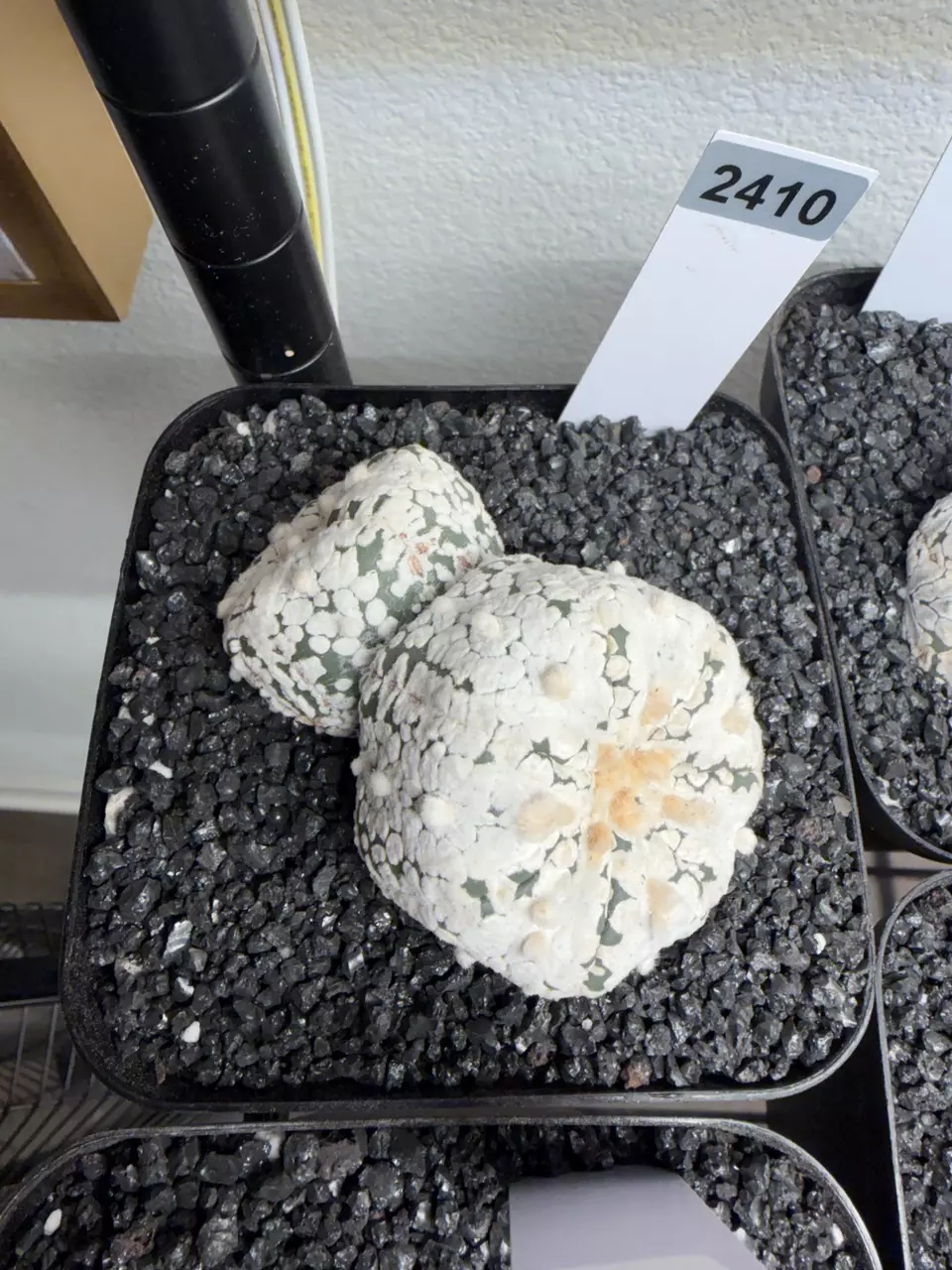 plant/2410 - Astrophytum asterias cv. Super Kabuto-0