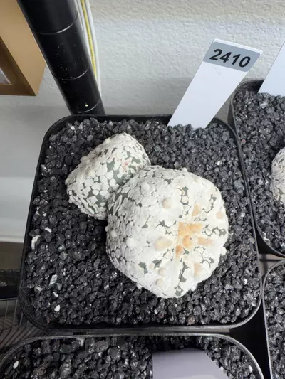 plant/2410 - Astrophytum asterias cv. Super Kabuto-0-thumbnail