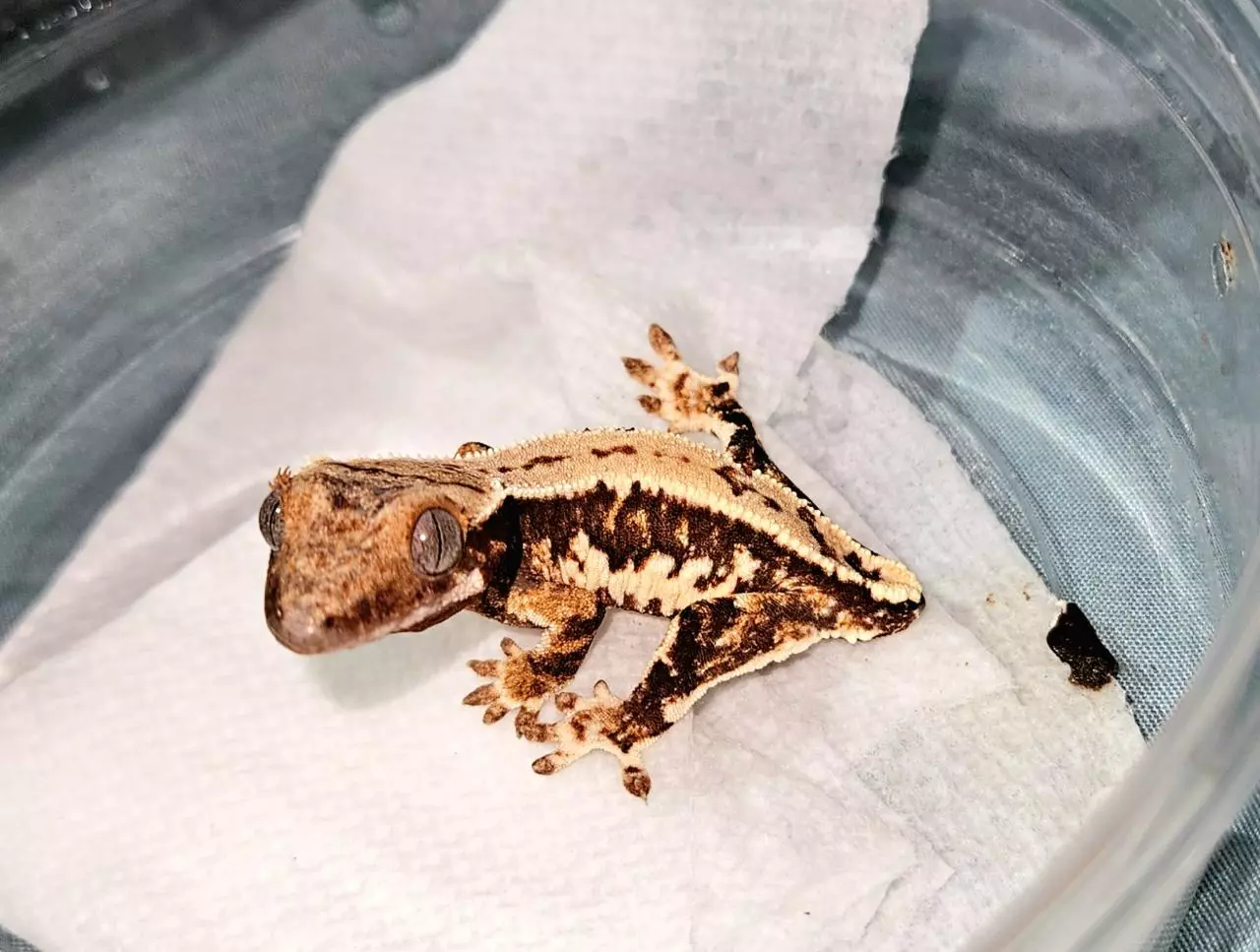 plant/26-30 Spiwil X Luna 9-19 3g LW NPV-0