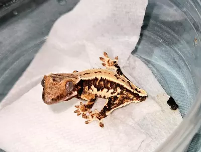 plant/26-30 Spiwil X Luna 9-19 3g LW NPV-0-thumbnail