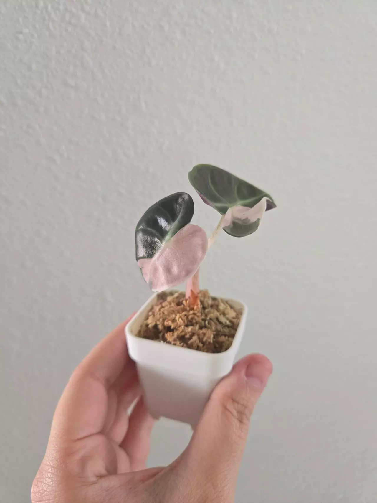 plant/Alocasia Pink Heart Balloon pup-0