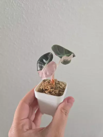 plant/Alocasia Pink Heart Balloon pup-0-thumbnail