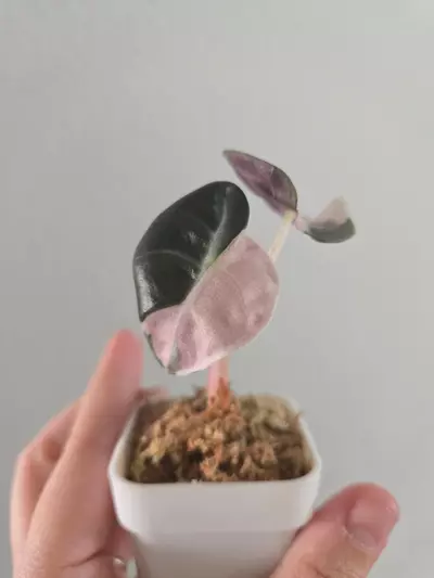 plant/Alocasia Pink Heart Balloon pup-1-thumbnail