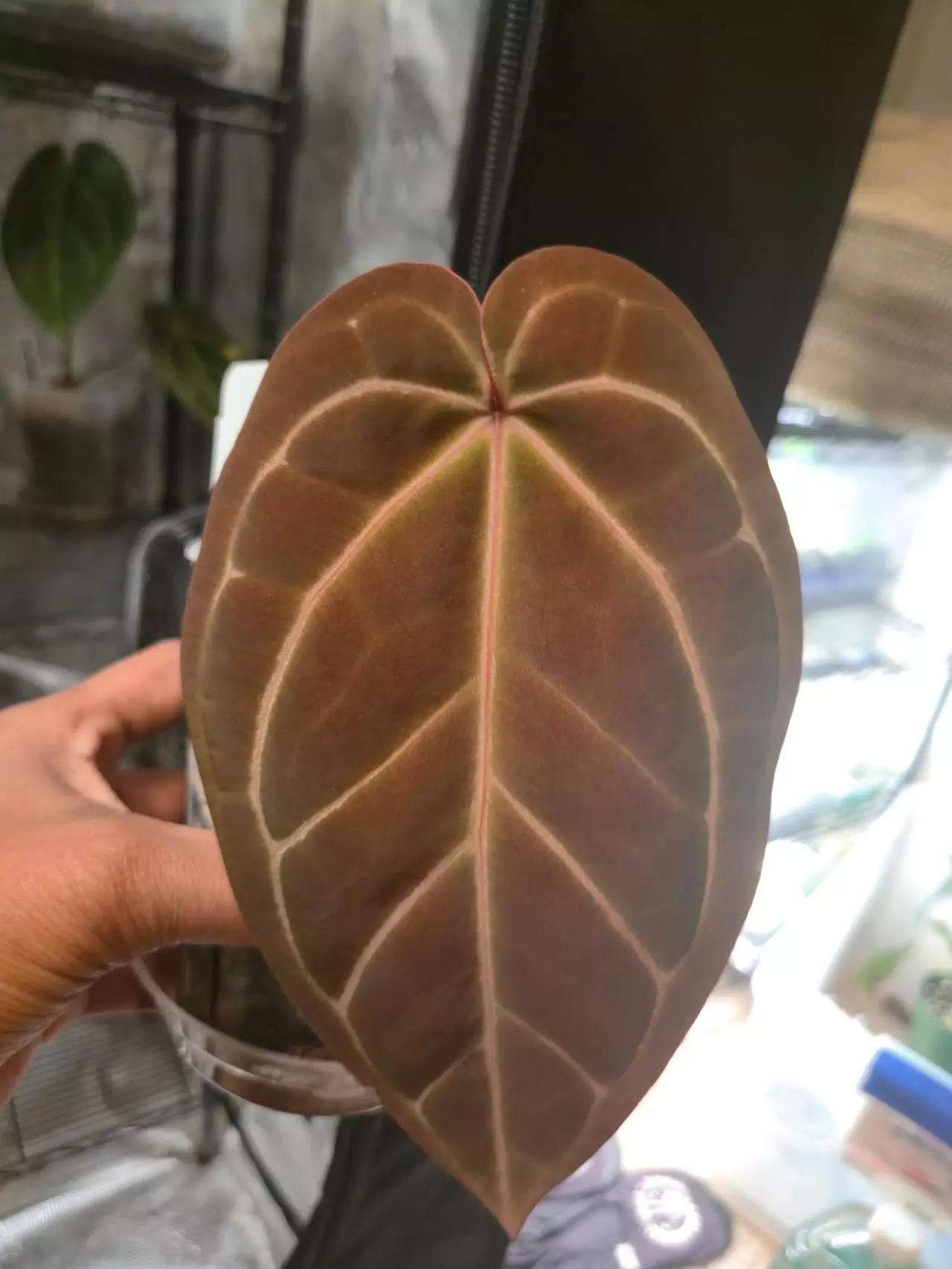 plant/WuHoo 1st Night x RC PM1-1